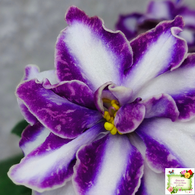 ЮШ-Надюша (Ю.Шаховцева) химера (пасынок из цветоноса укоренённый)