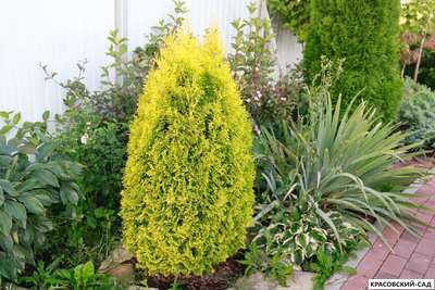 Туя Голд Смарагд - Gold Smaragd