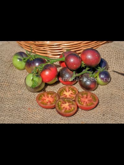 Томат Dwarf Gondwana Thunder (Гном Гондвана Гром), 10 шт
