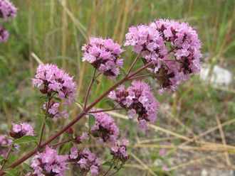 Душица обыкновенная, Орегано (Origanum vulgare) 5 мл  - 100% натуральное эфирное масло