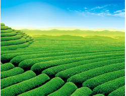 Купить греющую картину с фото чайная плантация