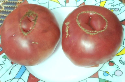 Томат Малиновый мишка