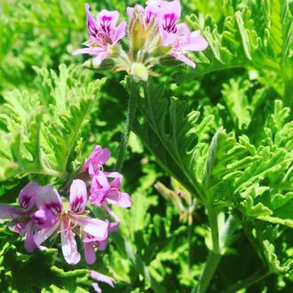 Герань розовая (Pelargonium roseum) Кашмир 10 мл - 100% натуральное эфирное масло