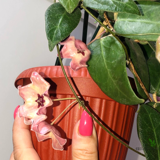 Hoya Patella Pink