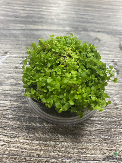 Микрантемум Монте-Карло на вабикусе