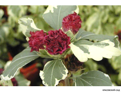 Гибискус Пурпуреус Вариегатус - Purpureus Variegatus