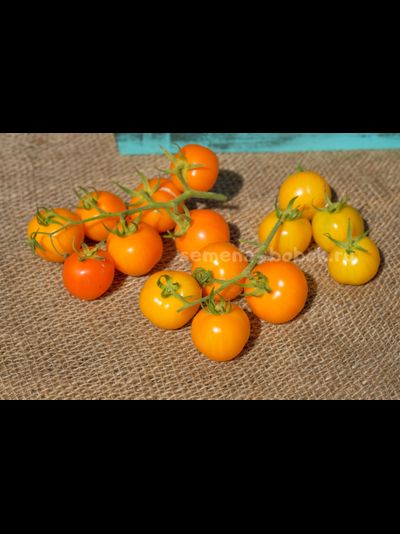 Томат Märchensnack (Сказочная закуска), 10 шт