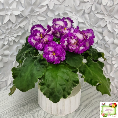 ПТ-Принцесса Ясмин (Т. Пугачева) 2019 г.