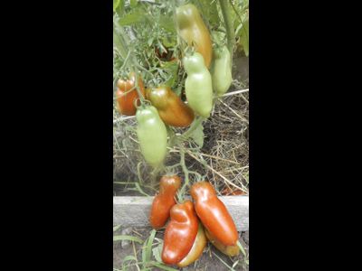 Томат Перцевидный черный