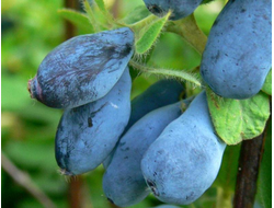 Войтек(жимолость), 2года, ЗКС