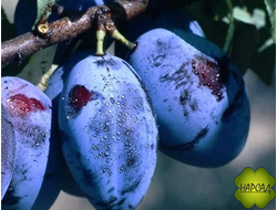 Слива "ЧЕРНОСЛИВ АДЫГЕЙСКИЙ" (САМОПЛОДНЫЙ) (саженец 3 года)