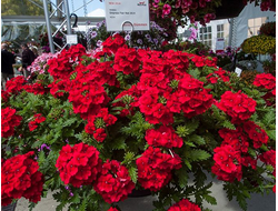 Вербена гибридная Empress Flair Red, p9