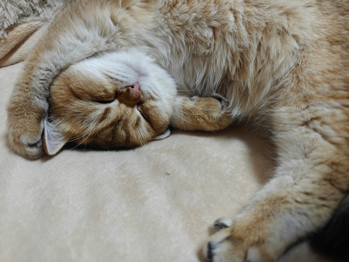 Всегда ли кошки видят сны? Что влияет на сон кошки? Зачем нужны сны кошкам?