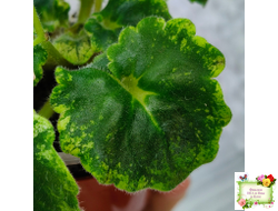 LV-Прелесть (Л. Шевелева) сеянец (стартер)