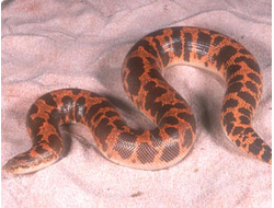 Кенийский удавчик (Gongylophis colubrinus или Eryx colubrinus)