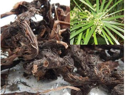 Нагармота, циперус, сыть (Cyperus scariosus) 1 г - 100% натуральное эфирное масло