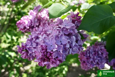 Сирень "Космос"