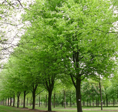 Клён сахарный