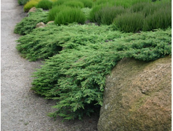 Можжевельник обыкновенный Грин Карпет (Green Carpet), 3,0 л