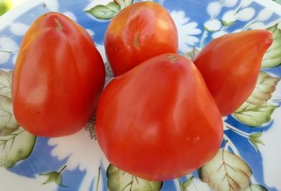 Томат Остроконечное сердце Марека (Marek&#039;s Pointy Heart) США