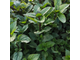 Мята перечная (Mentha piperita) Египет, 5 мл - 100% натуральное эфирное масло