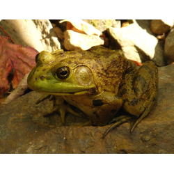 Лягушка-бык (Lithobates catesbeiana)