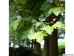 Платан кленолистный - Acerifolia