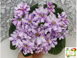 МК-Ветер Перемен (М. Карпова) химера стандарт (стартер сорт)