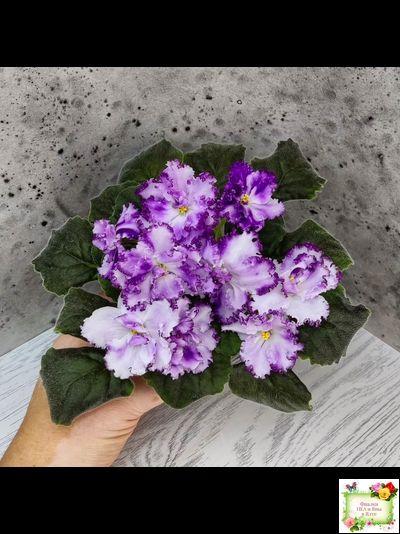 БР-Осирис (С. и Н. Буркацкие) 2022 г.