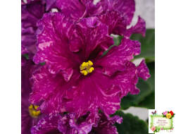 АВ-Тайны Востока (Фиалковод) 2022 г.