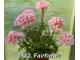 Пеларгония Fairfields