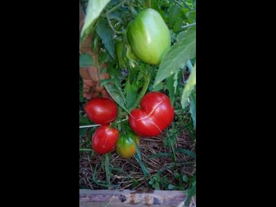 Томат Алиса (Alice)