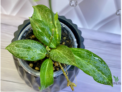 13/12/2024 hoya fitchii orange flowers