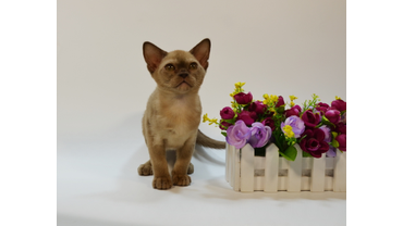 котята шоколадного окраса