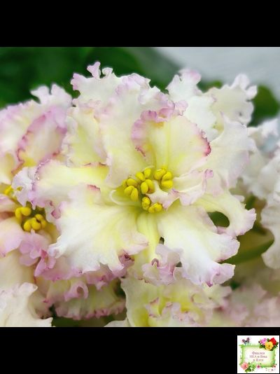 ЛЕ-Злато Скифов (Е. Лебецкая) 2015 г.