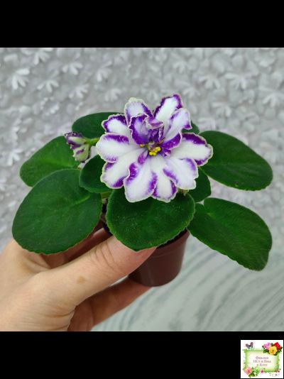 ЮШ-Надюша (И. Волкова) химера