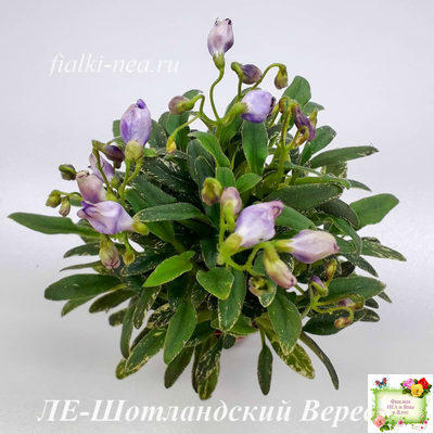 ЛЕ-Шотландский Вереск (Е. Лебецкая) мини трейлер