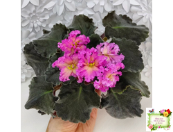 РМ-Янтарная Луна (спорт от РМ-Богиня Солнца) 2020-2021 г.