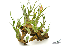 Тилландсия Caput medusae