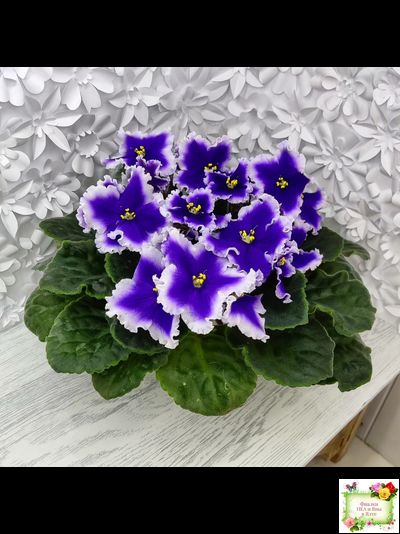 Dn-New Star (Д. Денисенко) 2019 г.