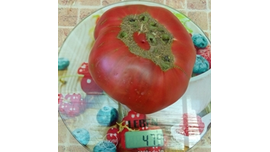 Полярная звезда (Поларис)