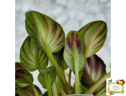 LV-Есть Время (Л. Шевелева) 2025 г. трейлер (клакамасный лонг)