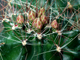 Hamatocactus hamatocanthus - 10 семян