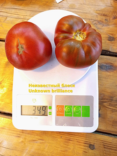 Томат Неизвестный блеск (Unknown brilliance)