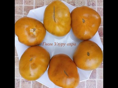 Томат Гном Улуру охра (Dwarf Uluru Ochre), США, Австралия