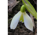 Galanthus woroniwii green