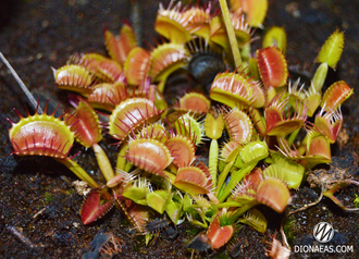 Dionaea muscipula Milachka