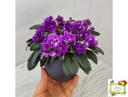 Senk's Longlegs (R. Follett/D. Senk) трейлер (укор. пасынок)