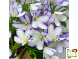 2А-Проба Пера (Е. Кольцова) 2024 г.