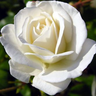 Мачо (Macho+), Lex Voorn